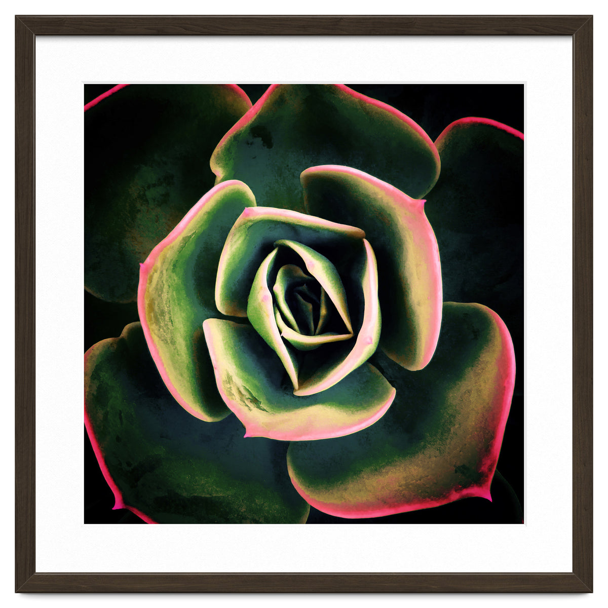 DARKSIDE OF SUCCULENTS XV