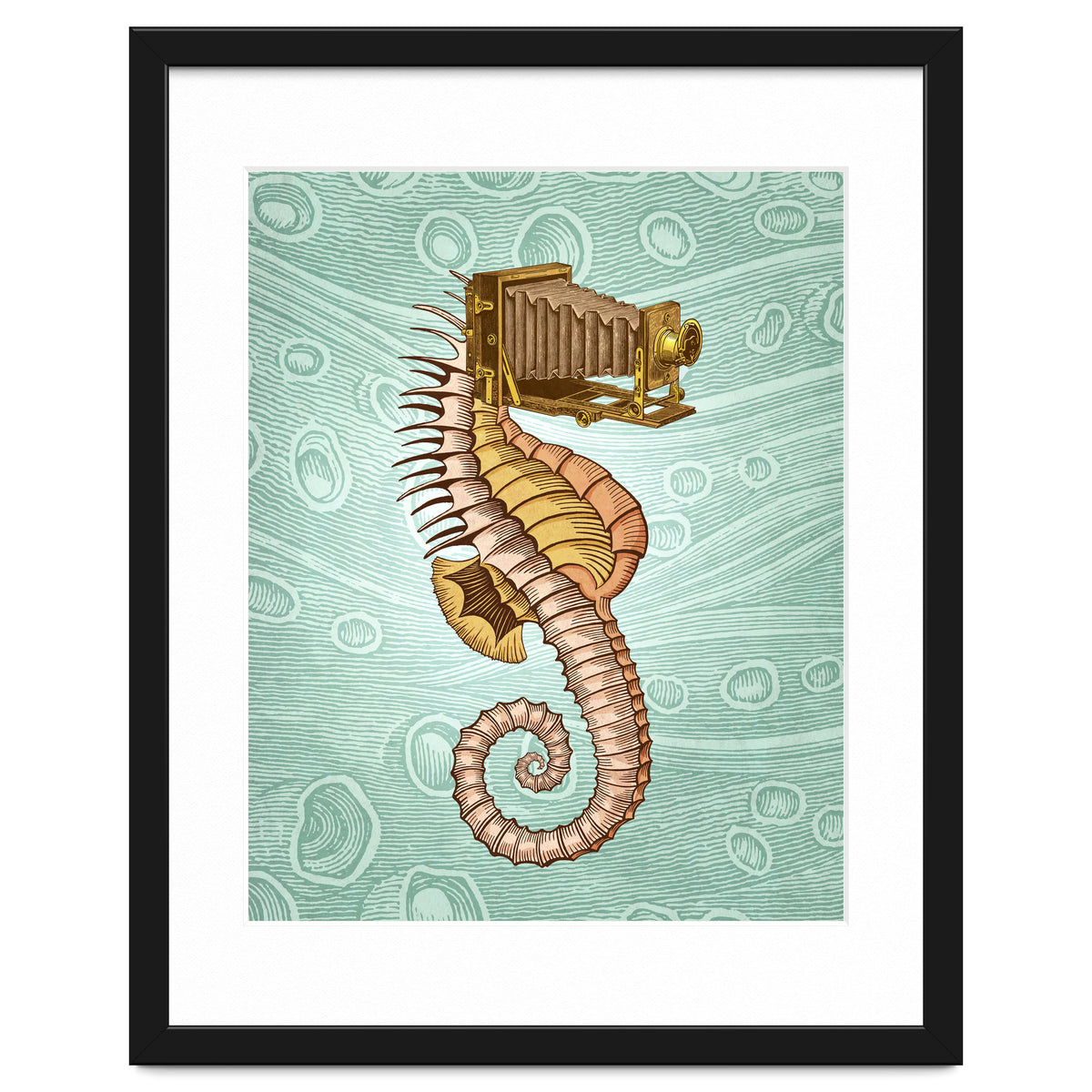 Hippocampus Camerarum