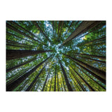 Forest (Print Only) thumbnail