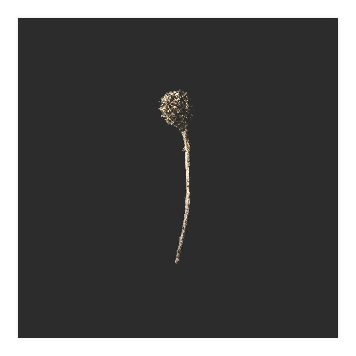 Simple Golden Botanical - Square (Print Only)