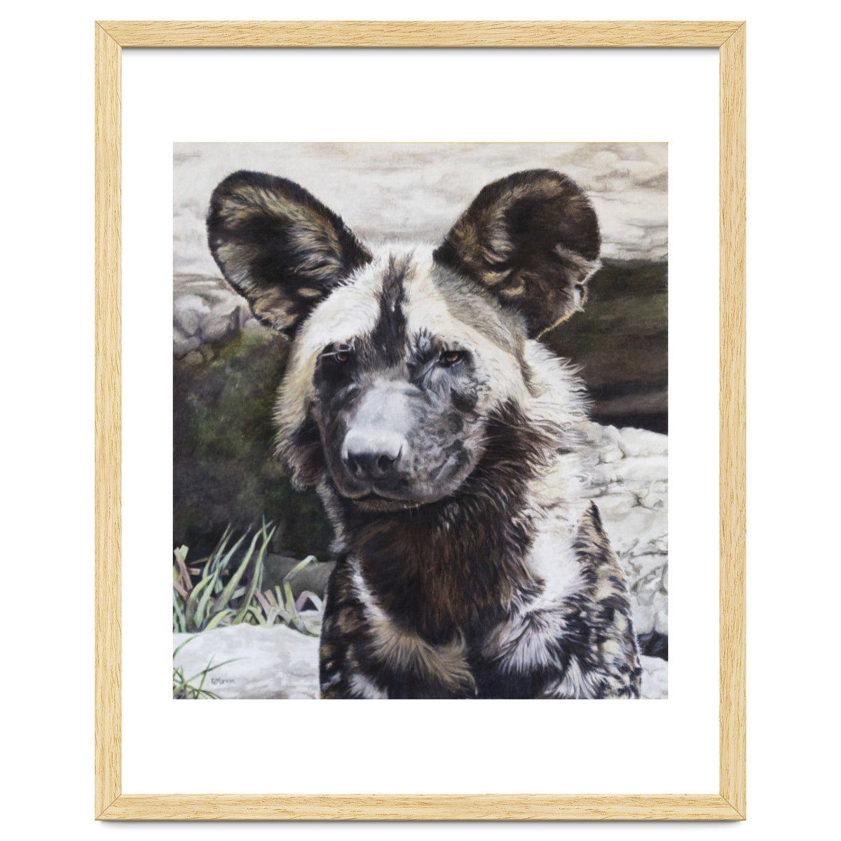 African Painted Dog II