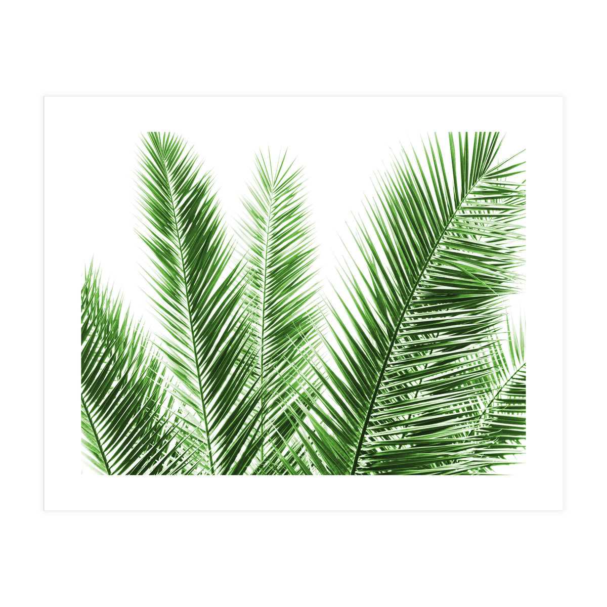 Palm Leaves (Print Only)