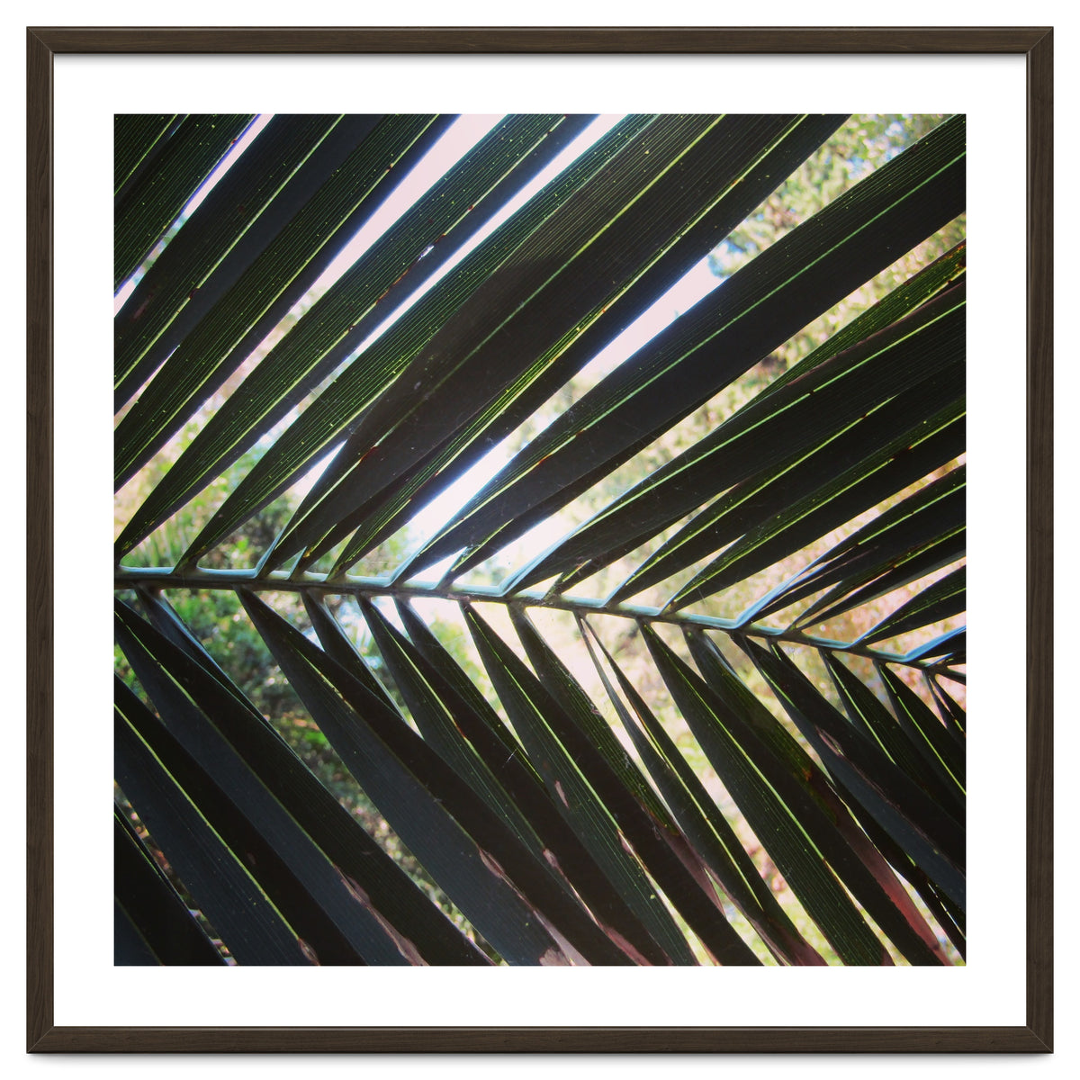 Palm leaf