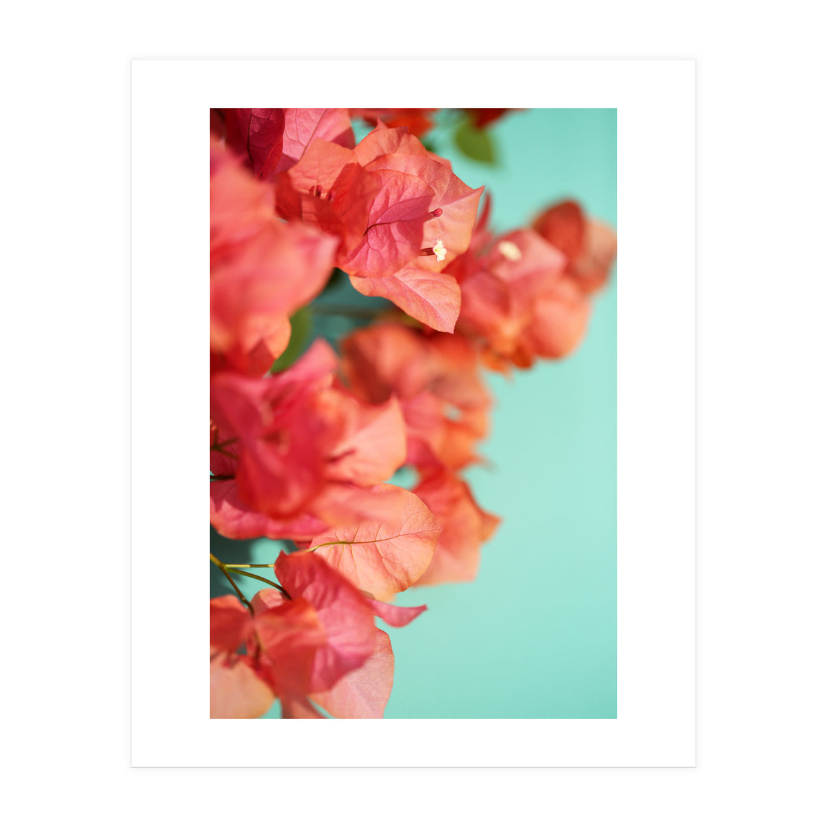 Bright Star #1  (Print Only)