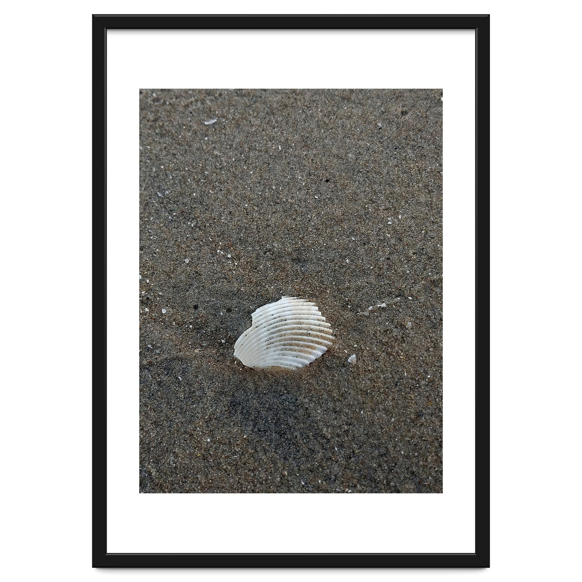 Shell in Sea Shore