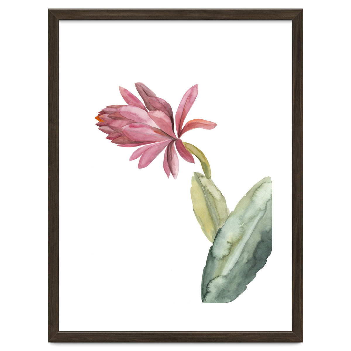 Botanical Illustration Pink Cactus Flower