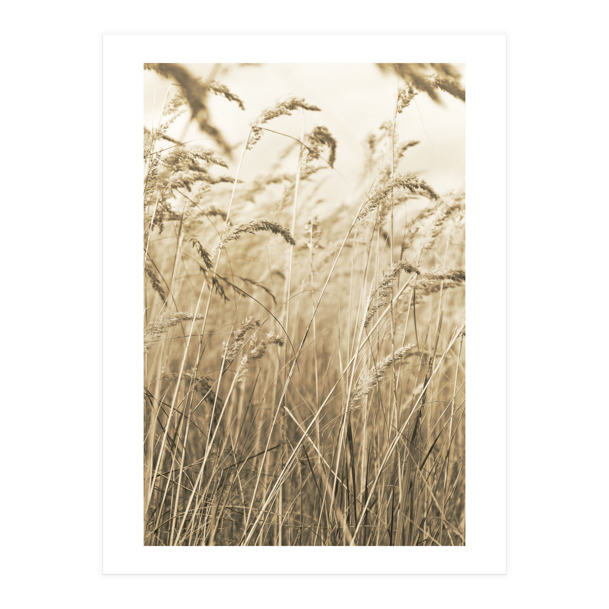 Grass (Print Only)