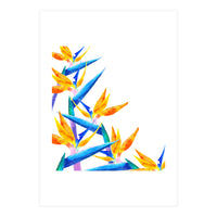 Bird Of Paradise Watercolor (Print Only)