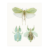 Cc Insects 07 (Print Only) thumbnail