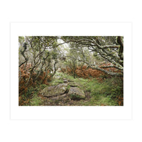 Undergrowth (Print Only)