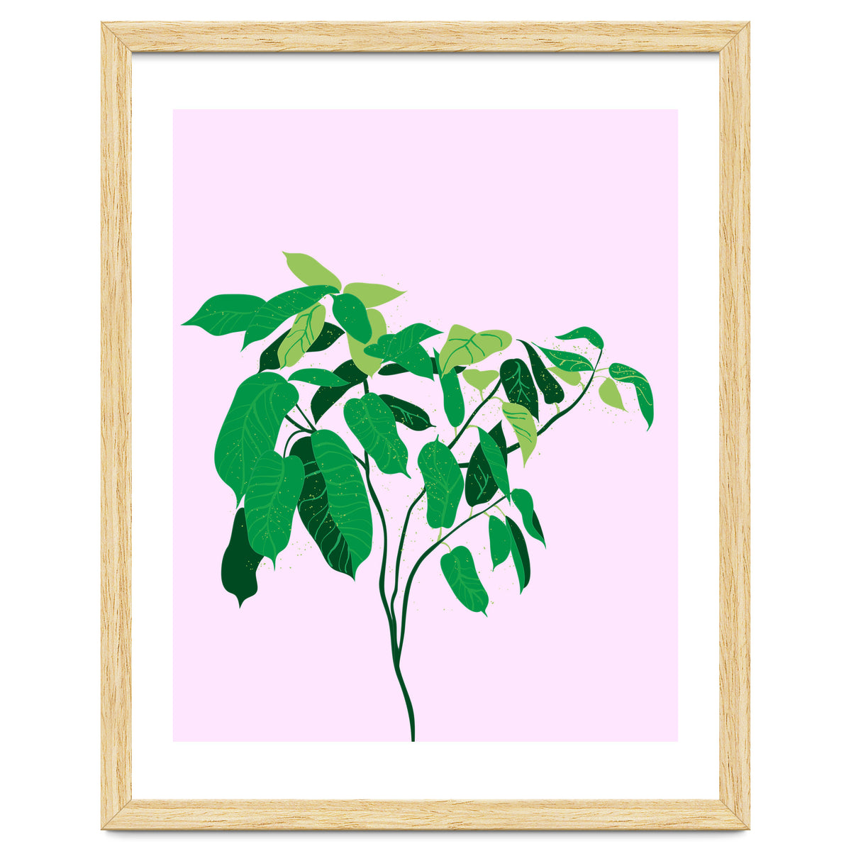 Ficus on Pink Background