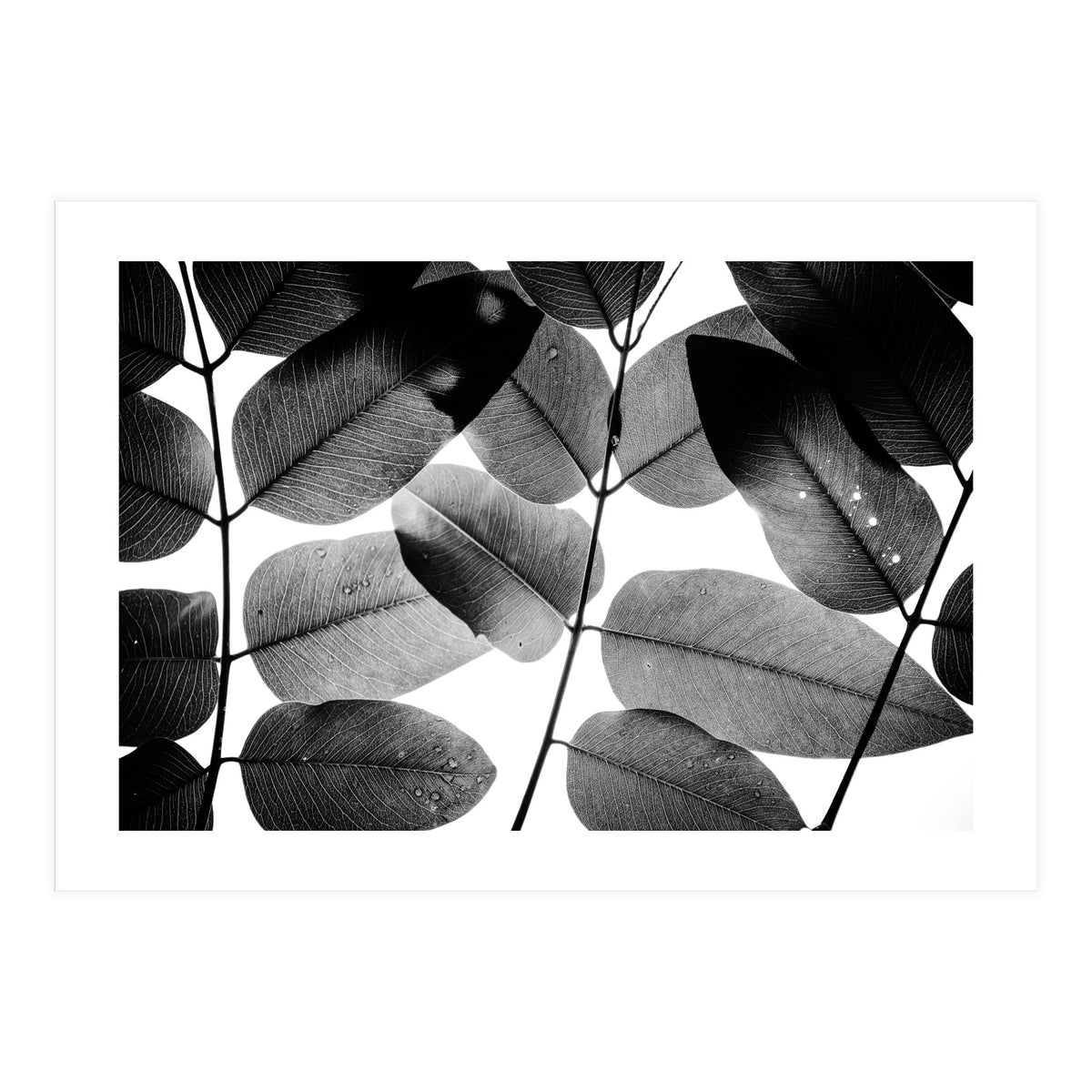 Experiments with Leaves II (Print Only)