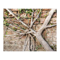 Roots (Print Only)