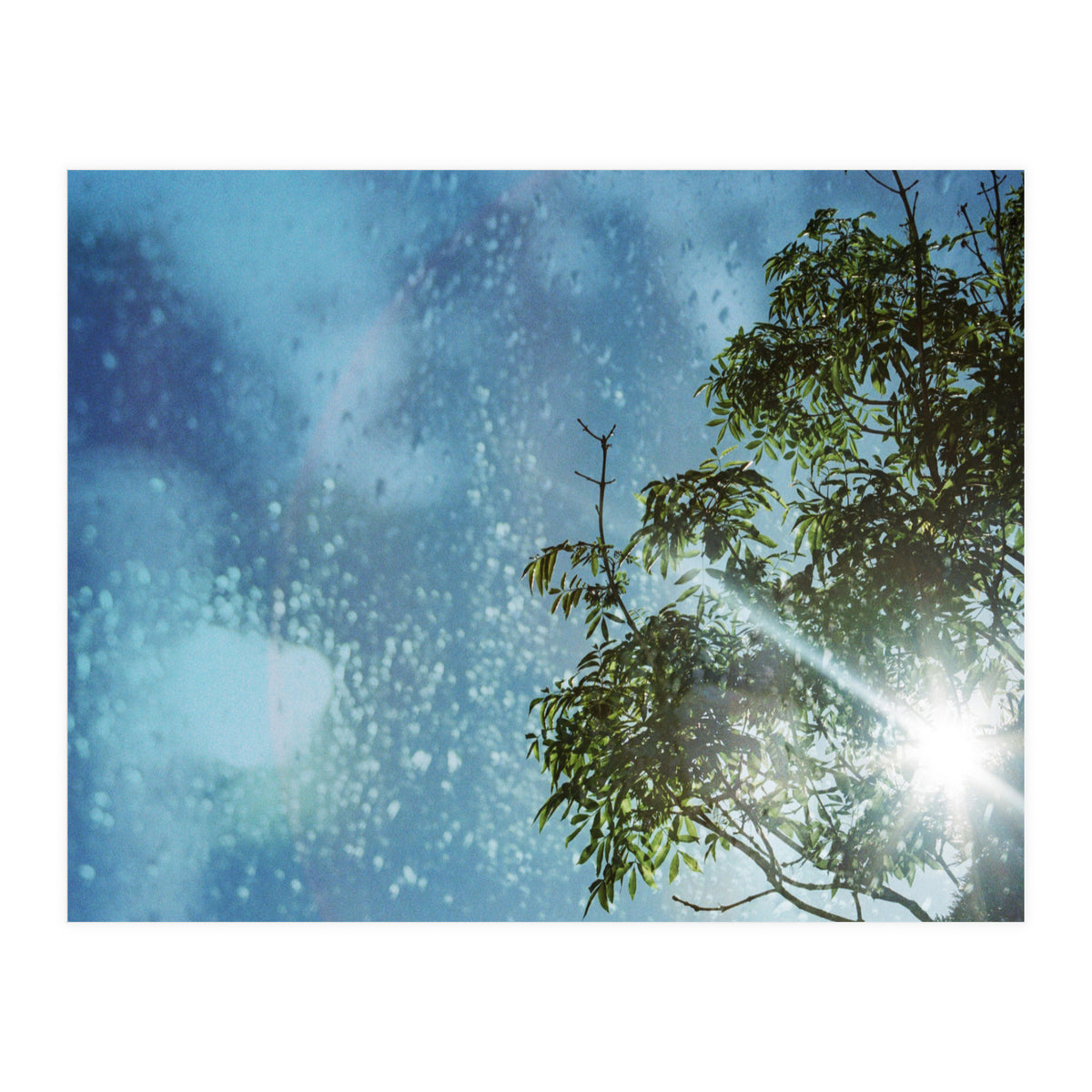 Sun Through Trees (Print Only)