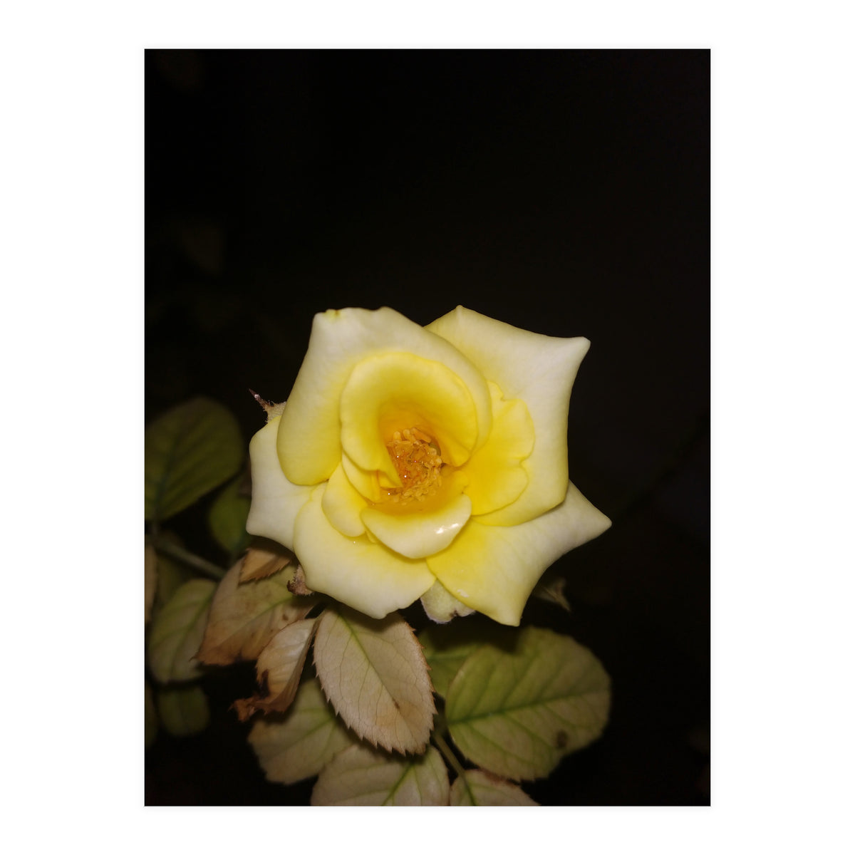 Yellow Rose (Print Only)