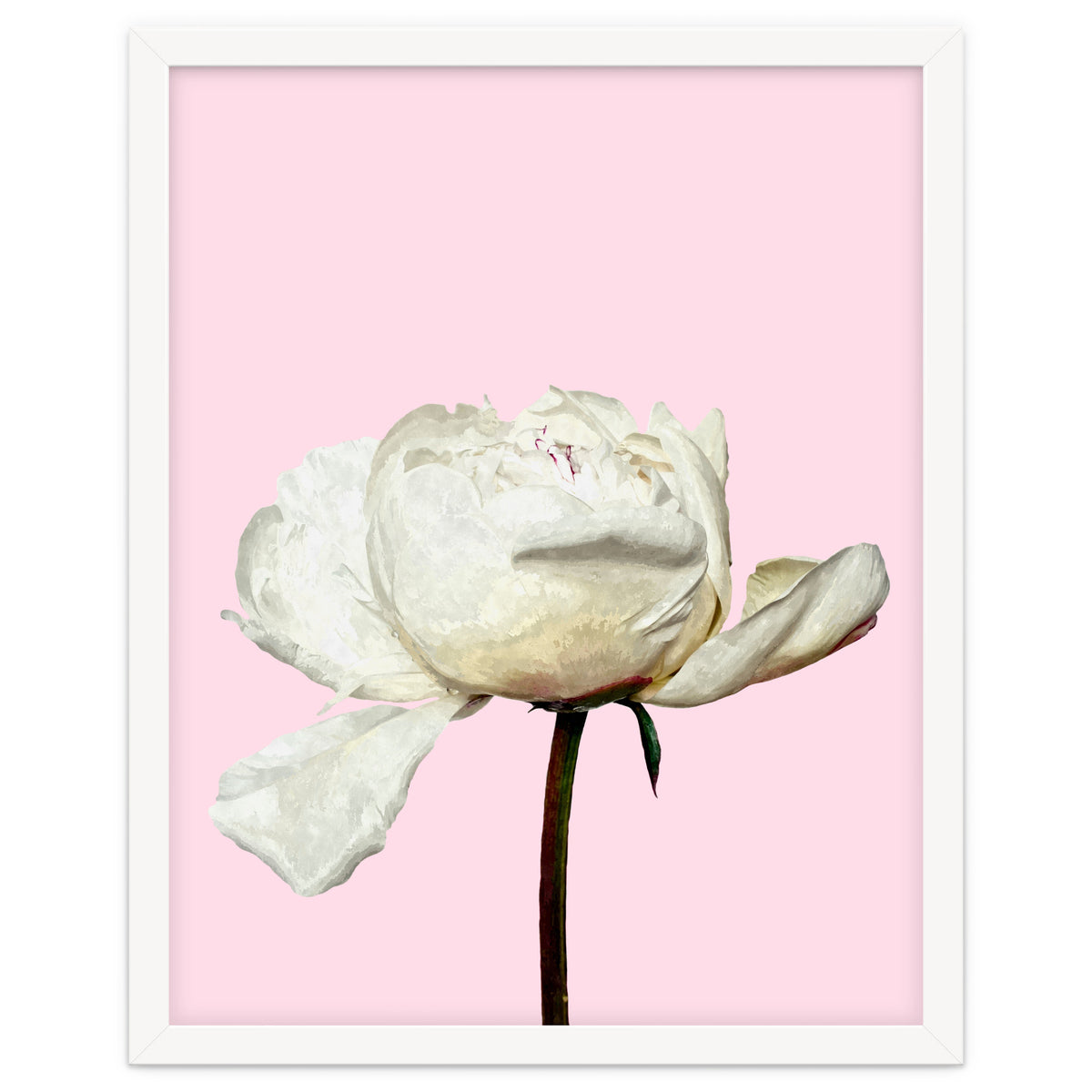 White Peony Pink Background
