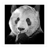 Great Panda (Print Only) thumbnail