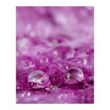 Drops in feathers (Print Only) thumbnail