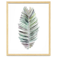 Botanical Illustration Cocos Palm