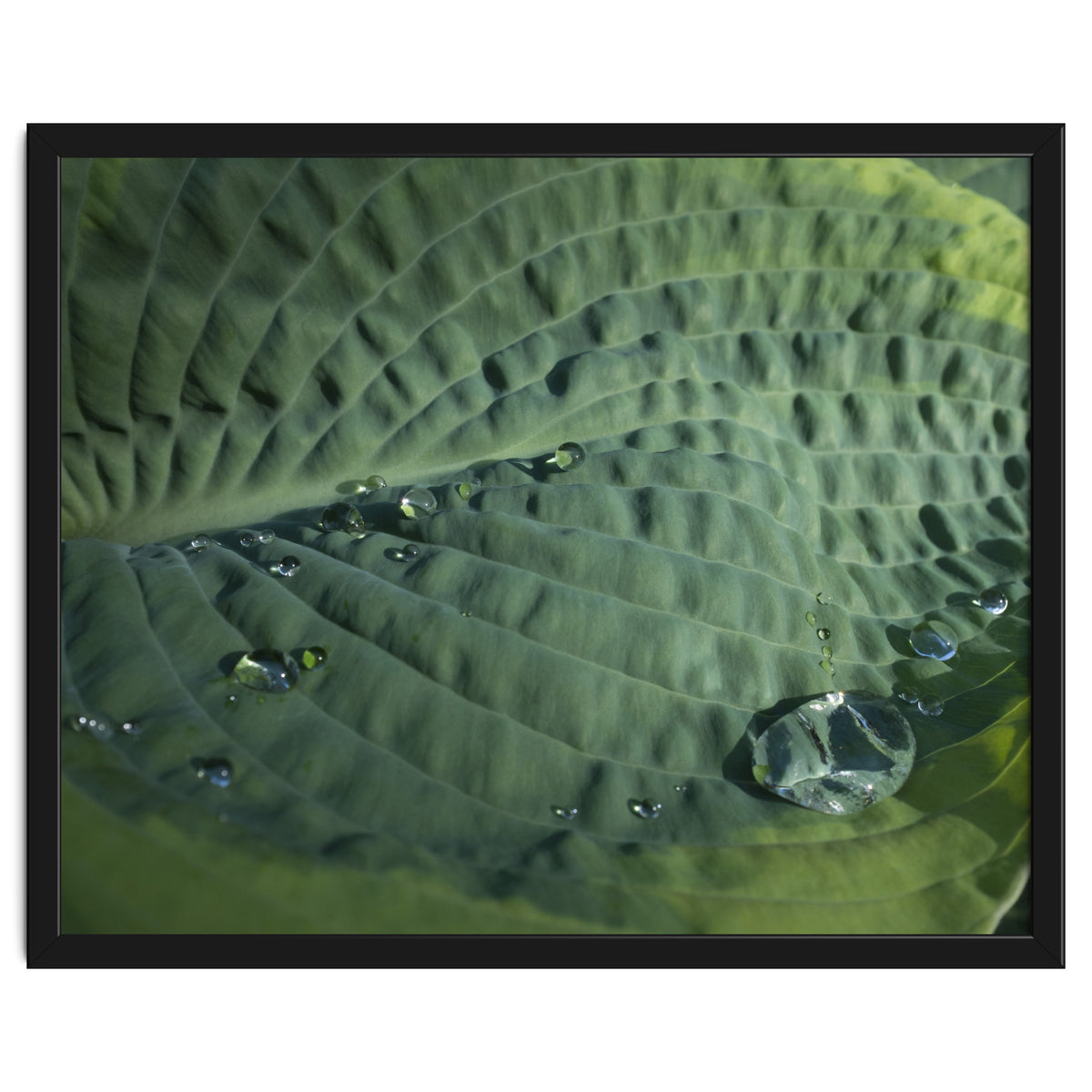 Hosta With Raindrops