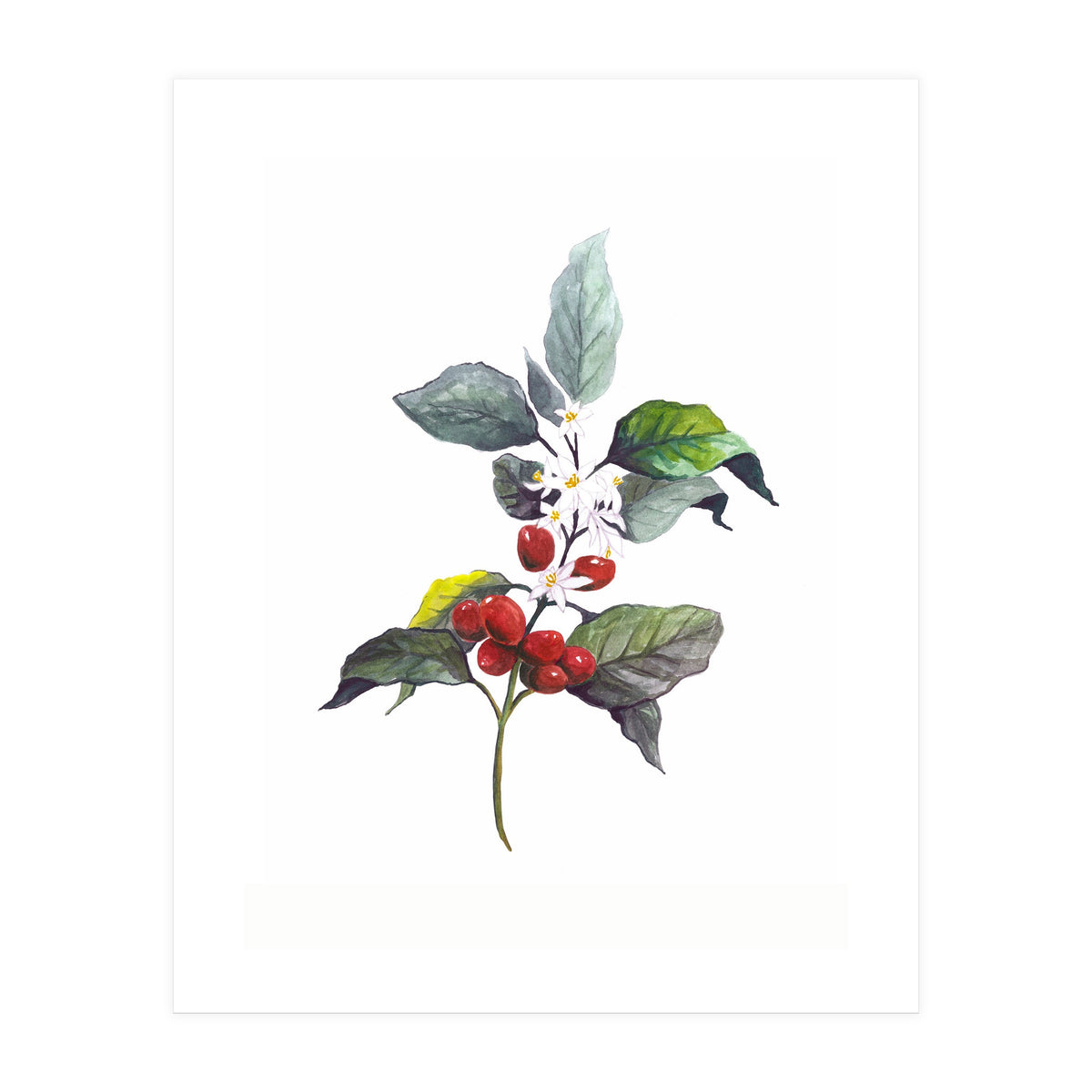 1 Botanical Illustration Kaffee Pflanze (Print Only)