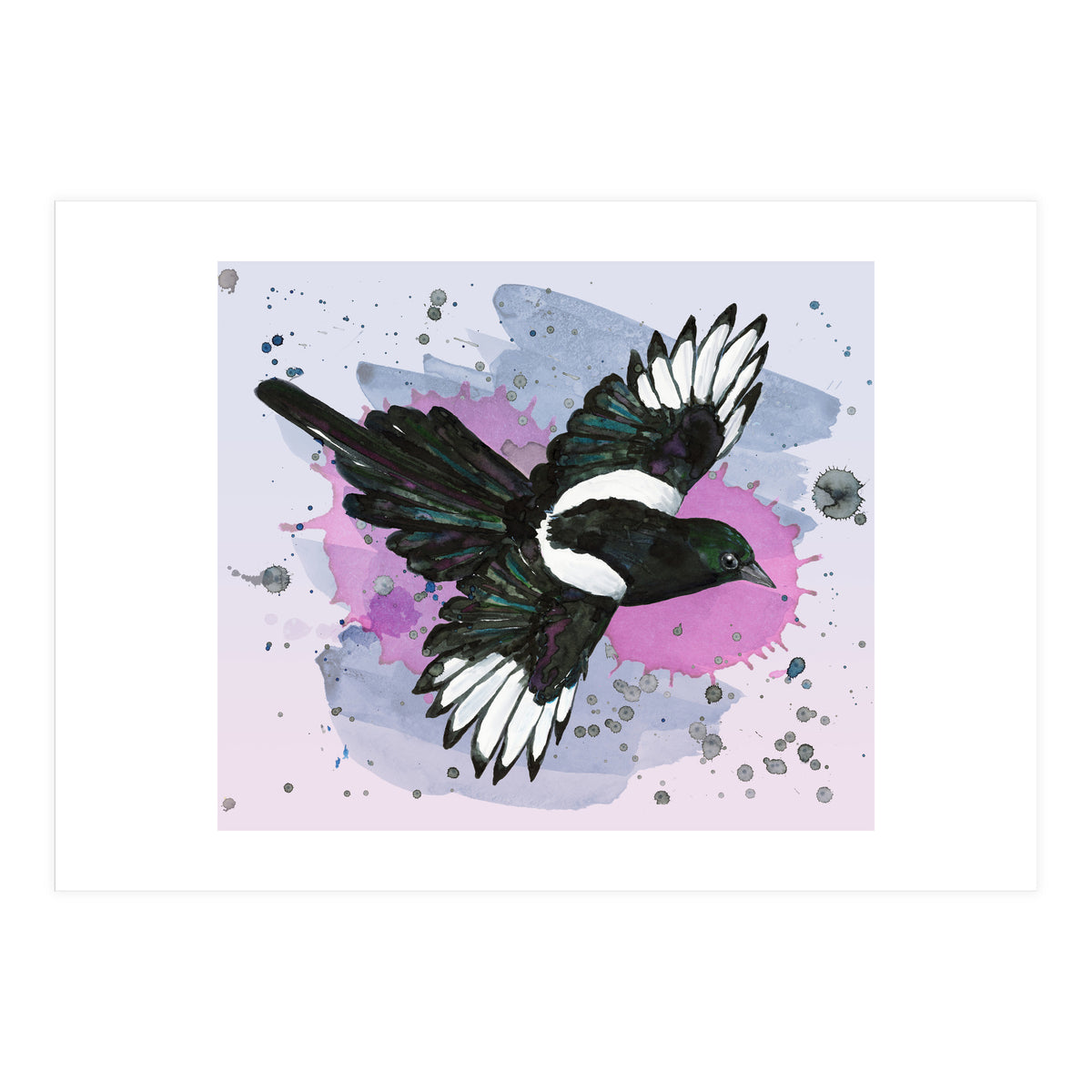 A watercolor drawing of a flying magpie (Print Only)