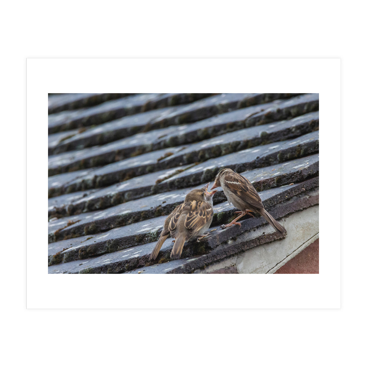 Feeding (Print Only)