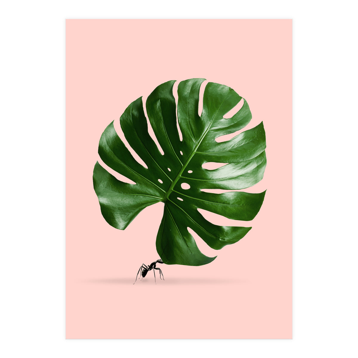 Monstera Ant (Print Only)
