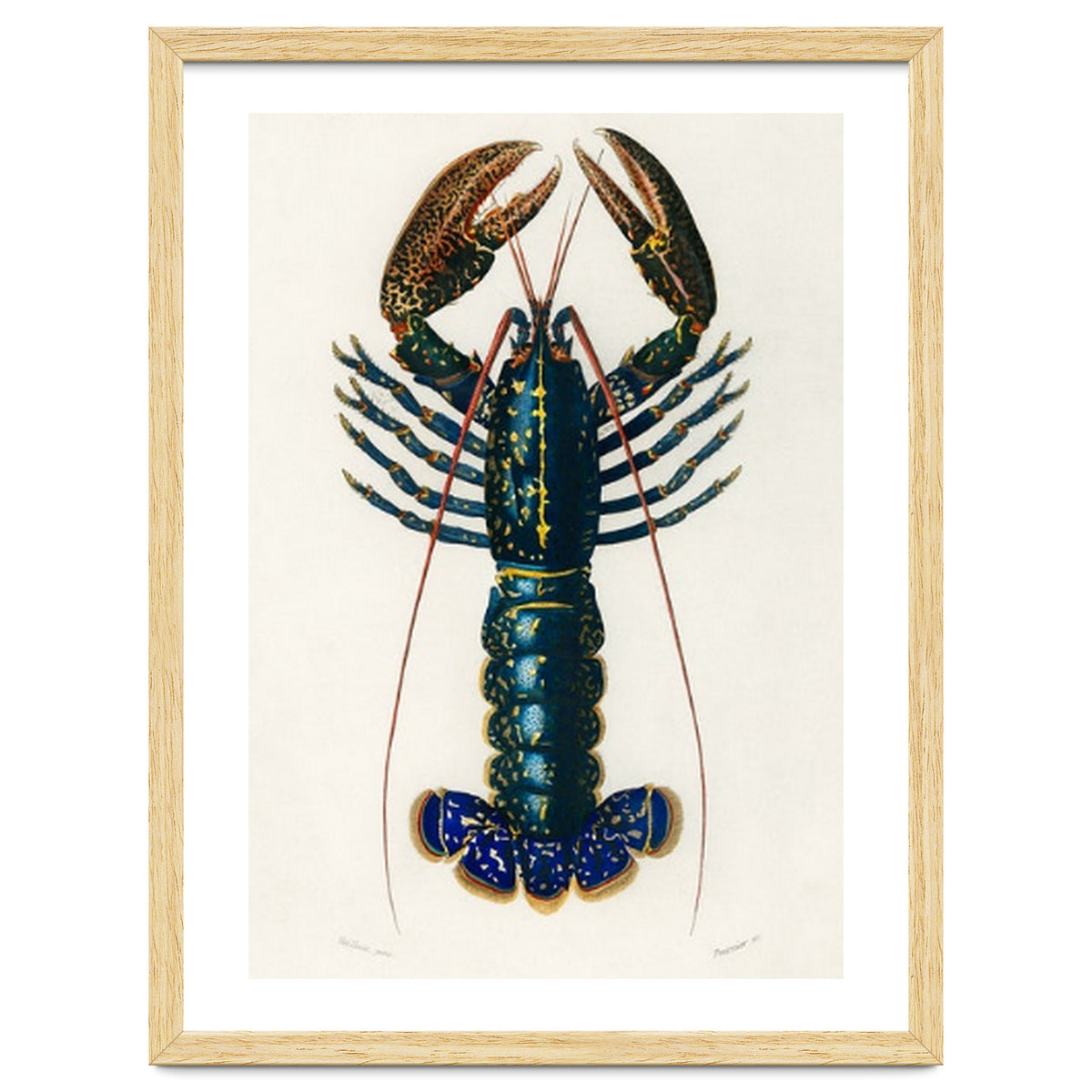 Crimson Crawfish illustrated