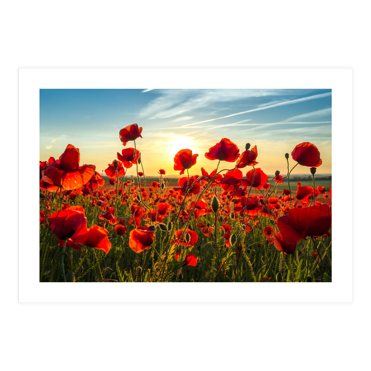 Poppies (Print Only)