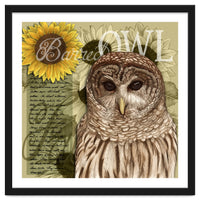 Sunflowers and Barred Owl