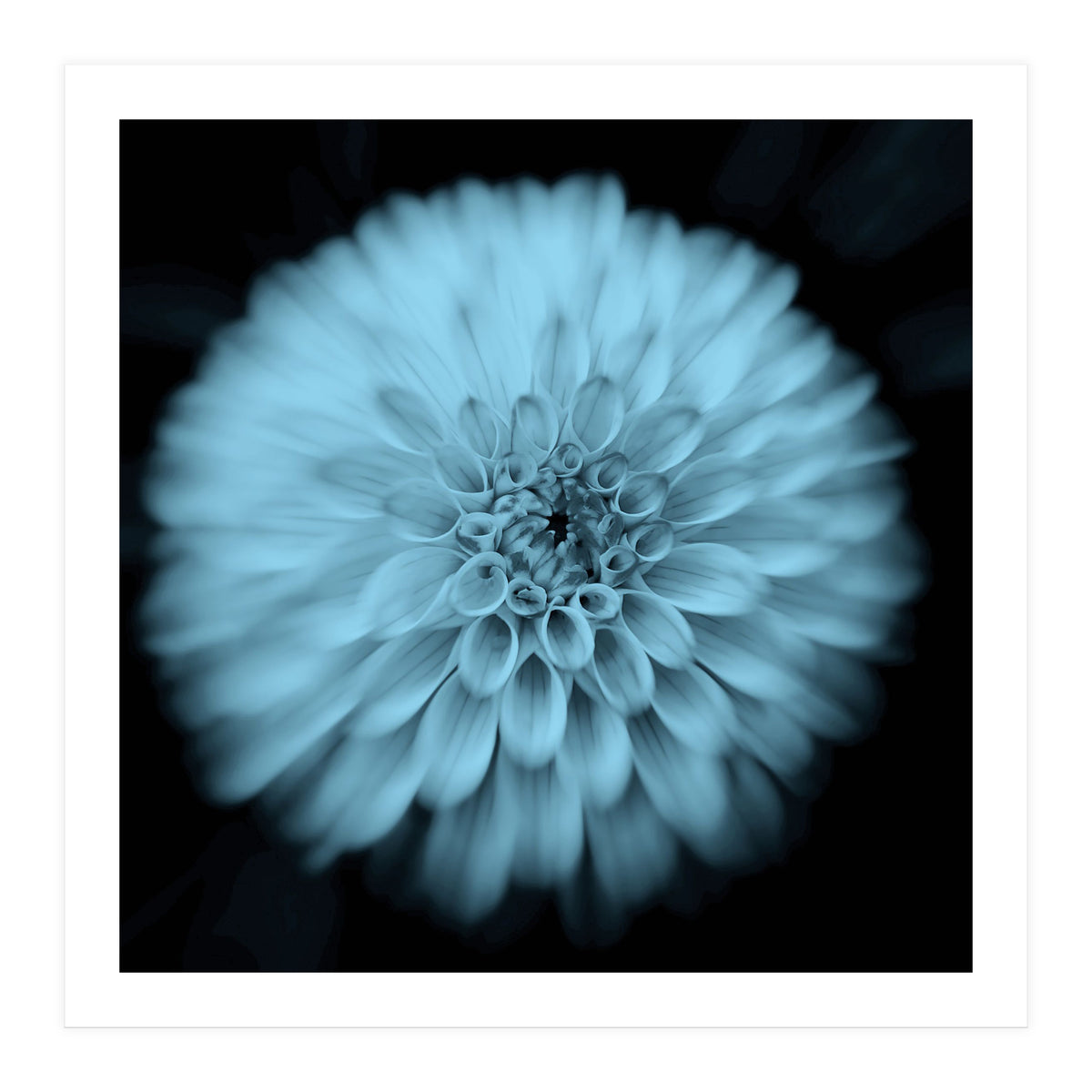 Asteraceae (Print Only)