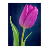 Tulip (Print Only) thumbnail