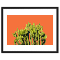 Bold Cactus