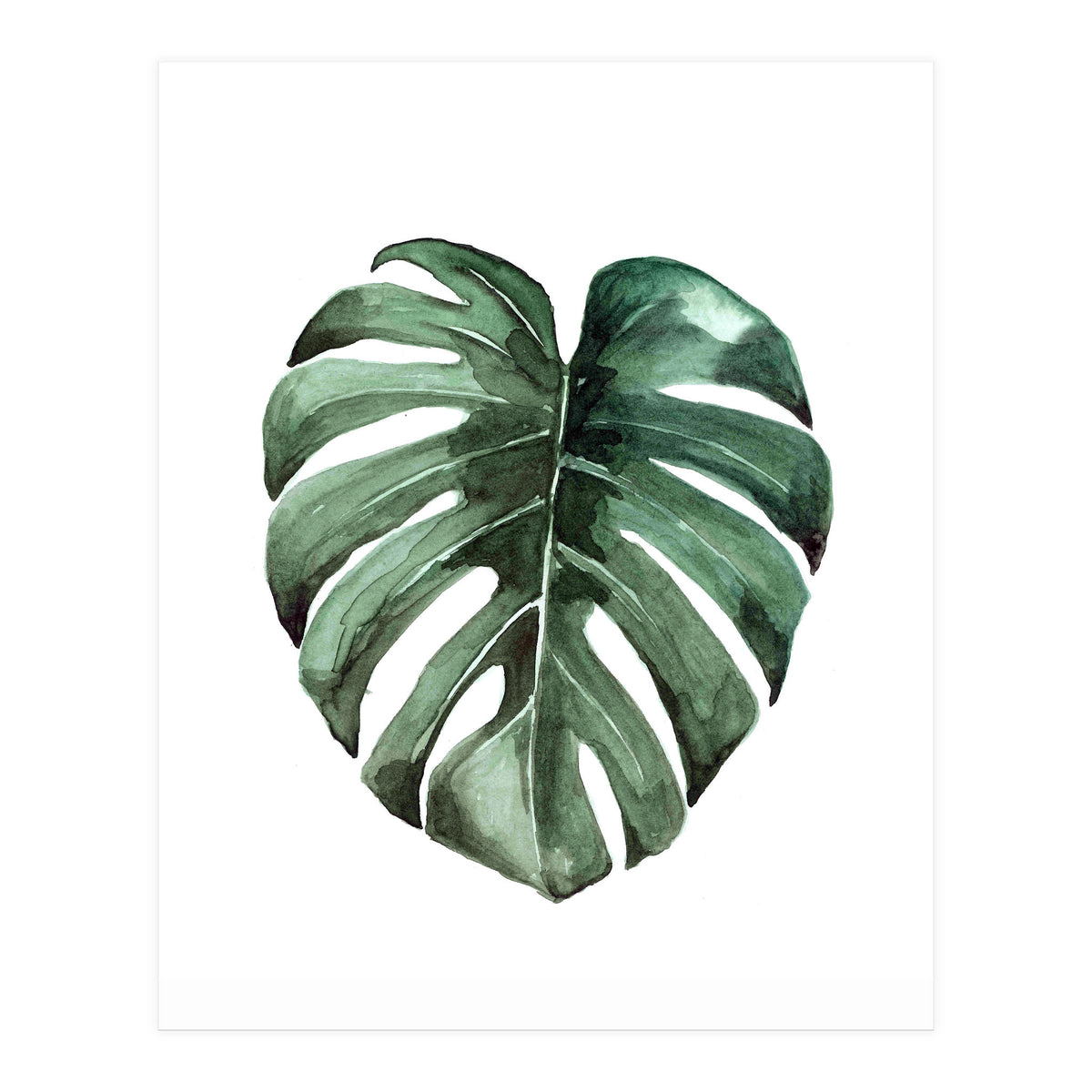 Botanical Illustration Monstera Deliciosa (Print Only)