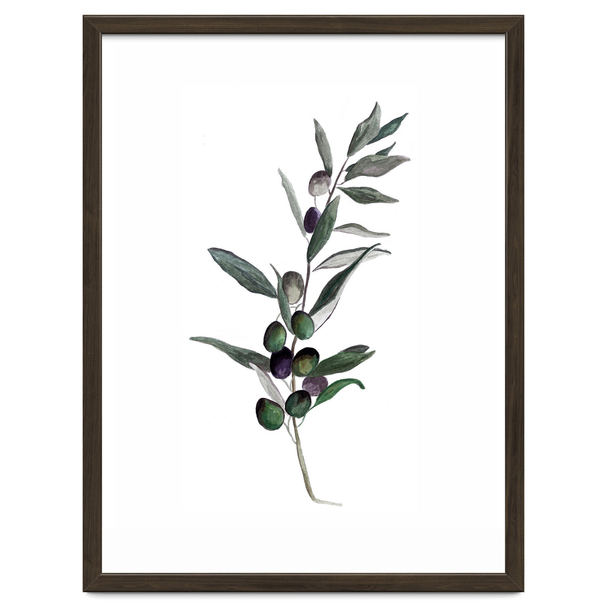 Botanical Illustration Olive