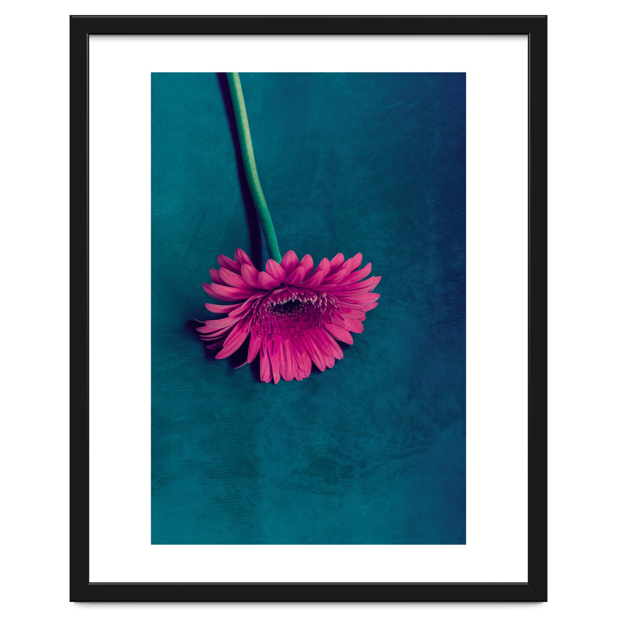 Gerbera for love