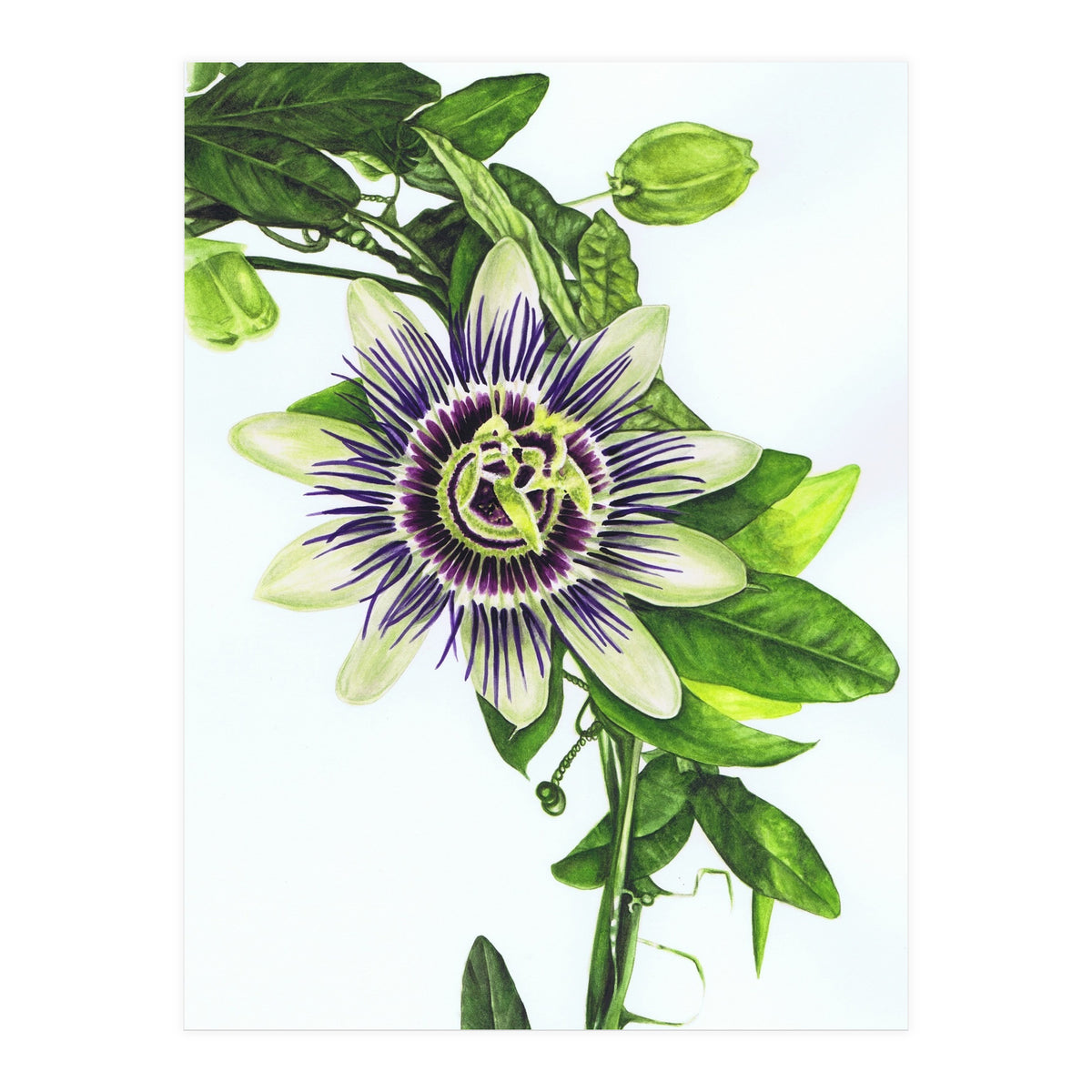 Passion Flower (Print Only)