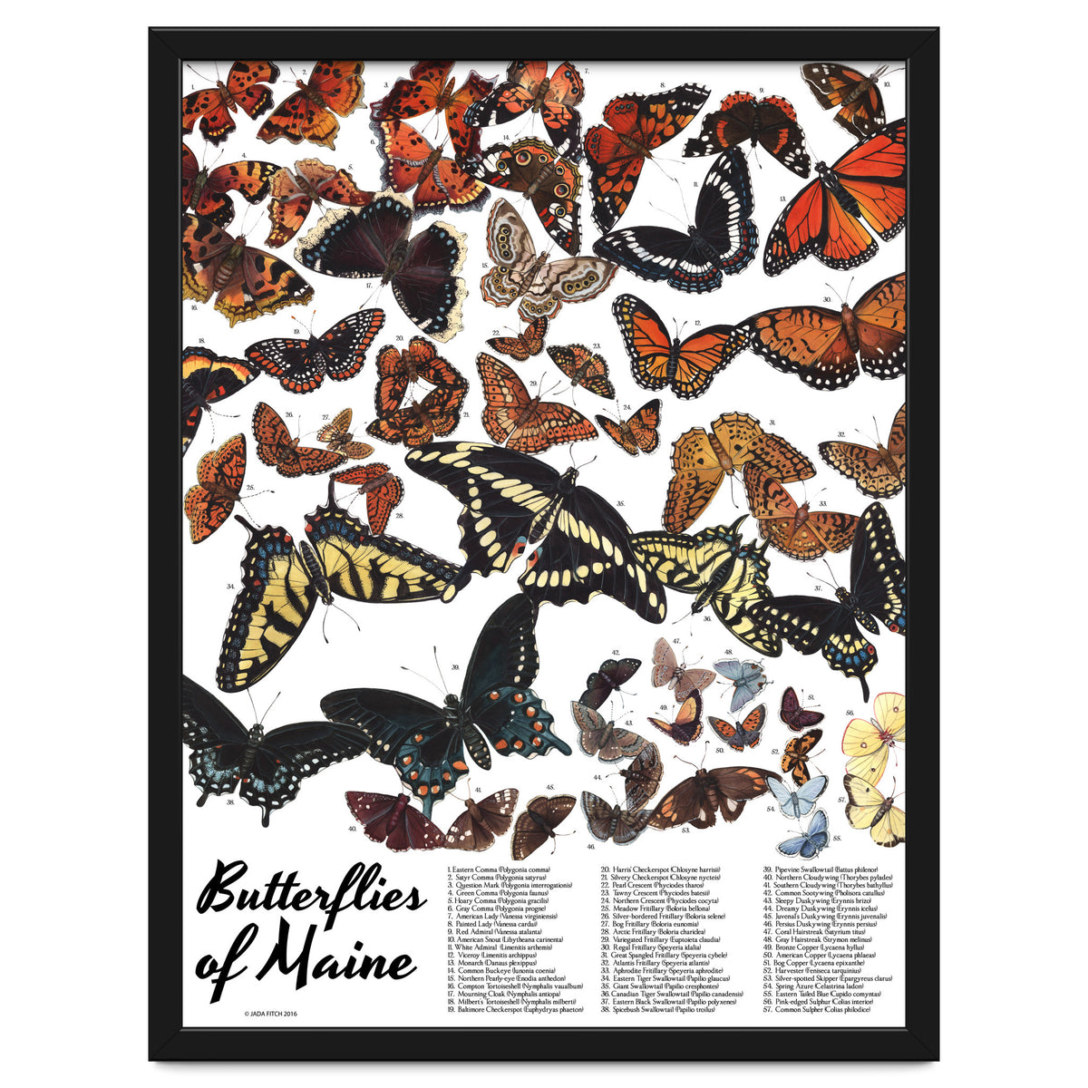 Maine Butterflies Chart