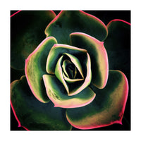 DARKSIDE OF SUCCULENTS XV (Print Only)