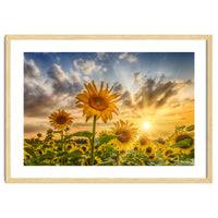 Lovely sunflowers in sunset