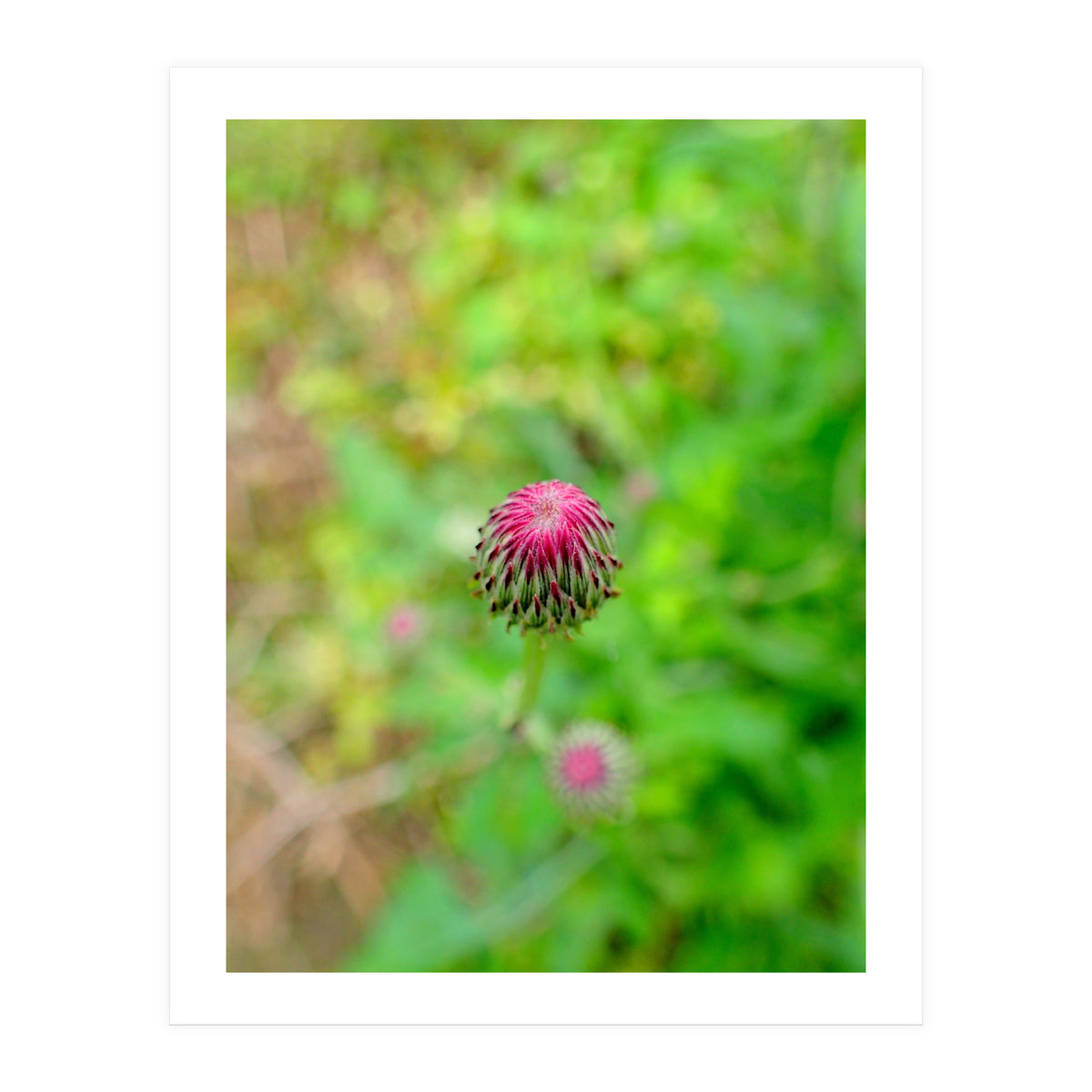 Eye Bud (Print Only)