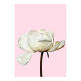 White Peony Pink Background (Print Only) thumbnail