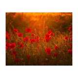 Poppies At Summer (1) (Print Only) thumbnail