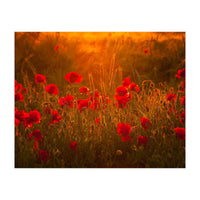 Poppies At Summer (1) (Print Only)