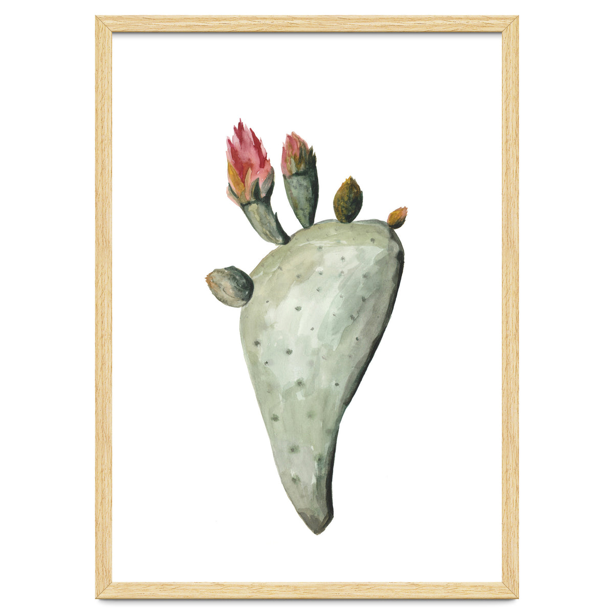 Botanical Illustration Cactus Flowers
