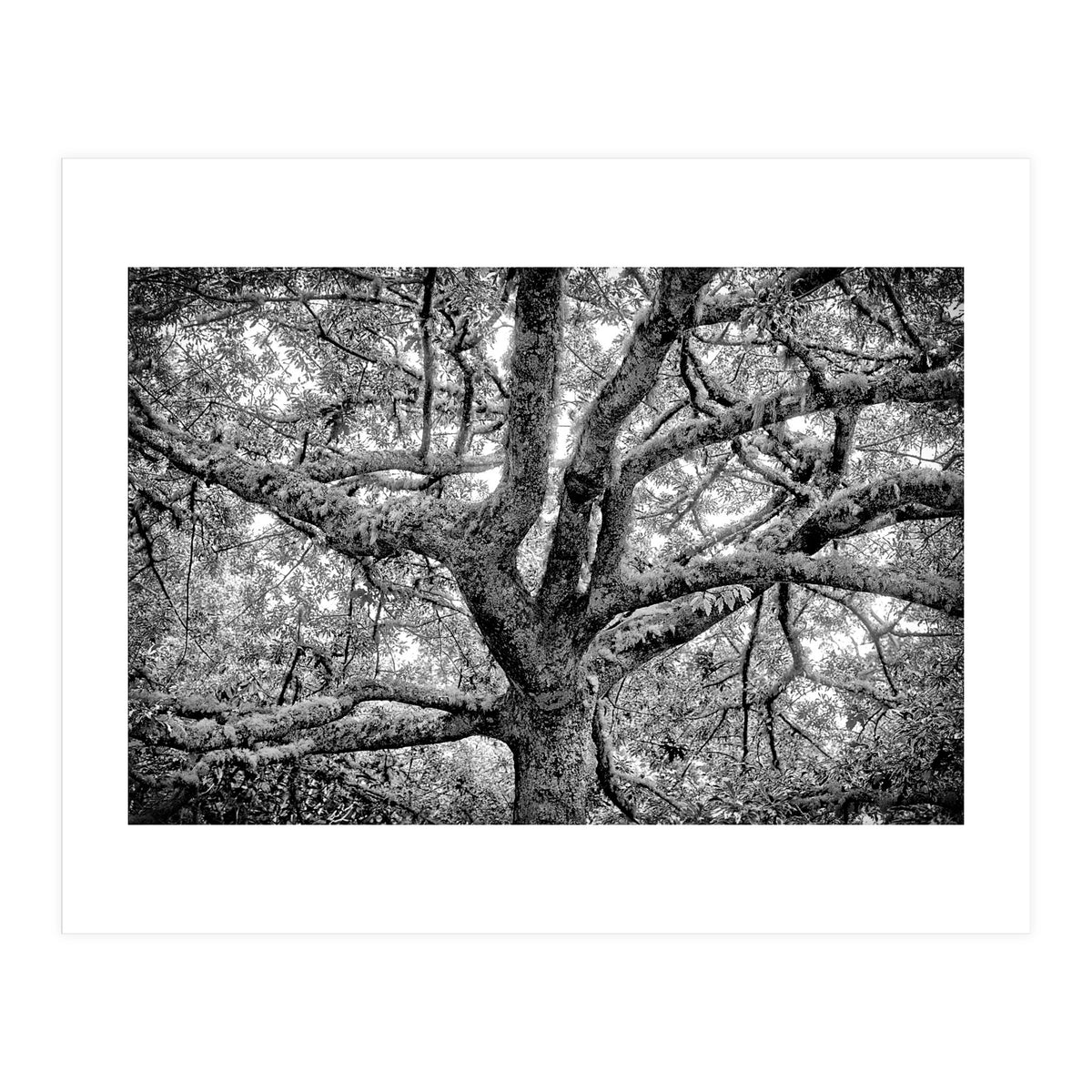 Lichens (Print Only)