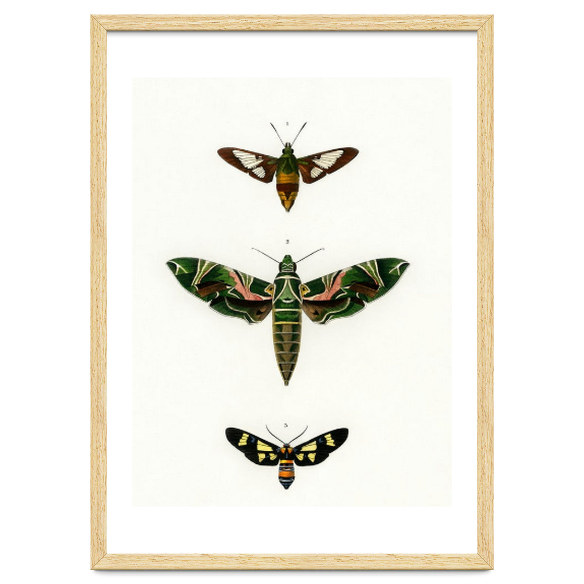 Different types of moths illustrated