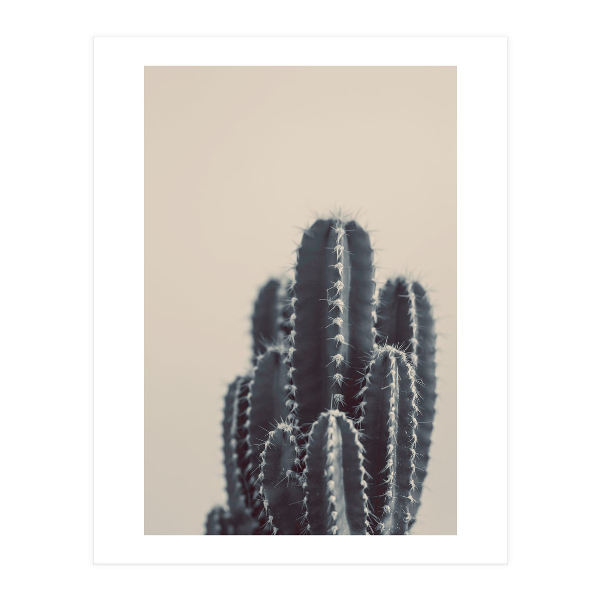 Vintage Cactus #1 (Print Only)