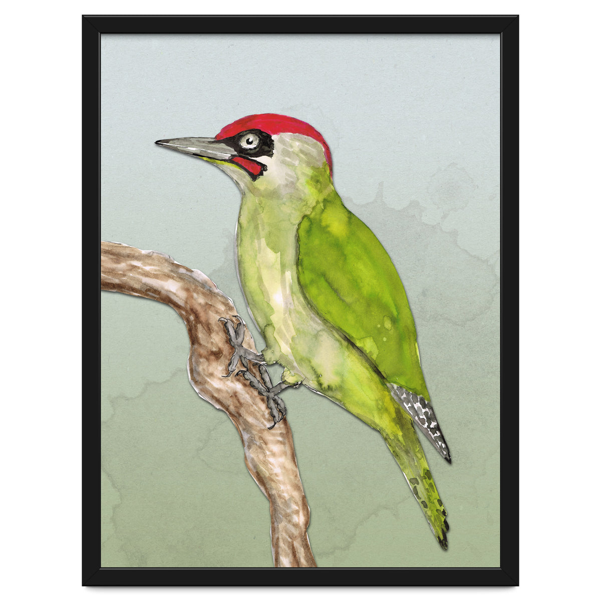 Green woodpecker